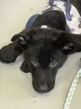 Y.K 様のお迎えした子犬