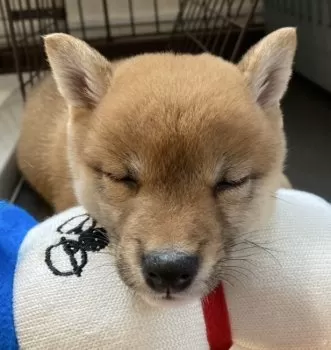 パルパル 様のお迎えした子犬