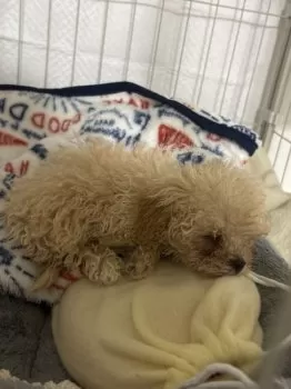 るあ 様のお迎えした子犬