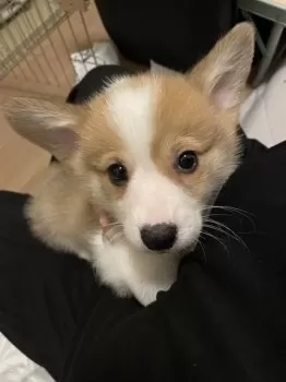 ちゅん 様のお迎えした子犬