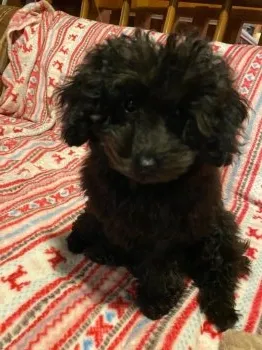 M.K 様のお迎えした子犬