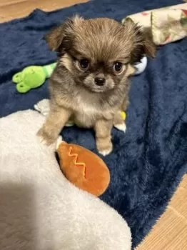 Y.T 様のお迎えした子犬