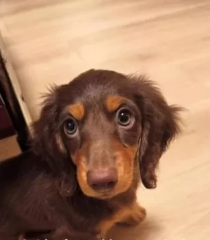 ramtaka 様のお迎えした子犬