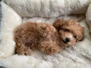 クッキー 様のお迎えした子犬