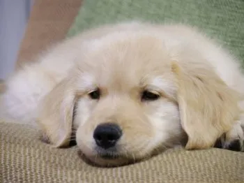 K.A 様のお迎えした子犬