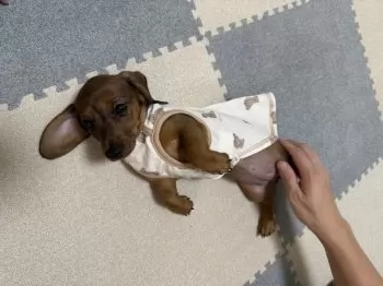 M.F 様のお迎えした子犬