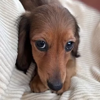 S.H 様のお迎えした子犬