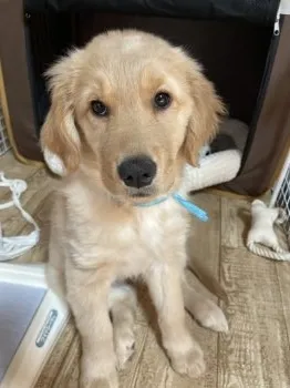 K.Y 様のお迎えした子犬