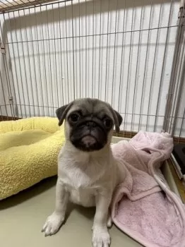 おもち 様のお迎えした子犬