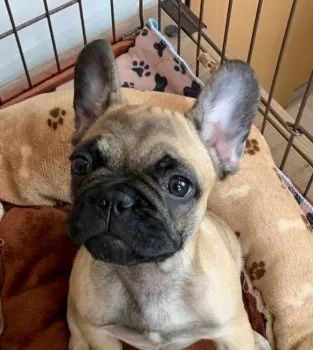 たね 様のお迎えした子犬