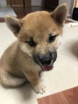 M.T 様のお迎えした子犬