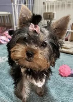 ななはは 様のお迎えした子犬