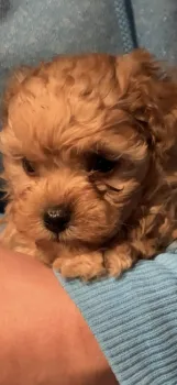 チョコラブ 様のお迎えした子犬