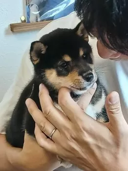 よねろう 様のお迎えした子犬
