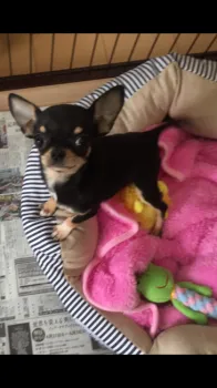 ちいママ 様のお迎えした子犬