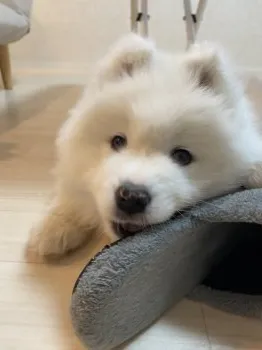 D.O 様のお迎えした子犬