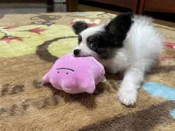 チャミー 様のお迎えした子犬