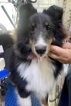みっきー 様のお迎えした子犬
