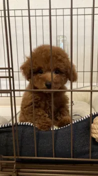 みほ 様のお迎えした子犬