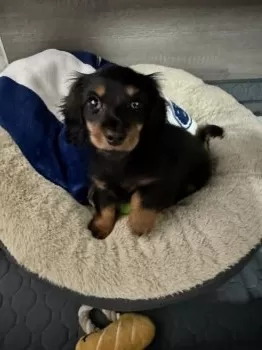 ココ 様のお迎えした子犬