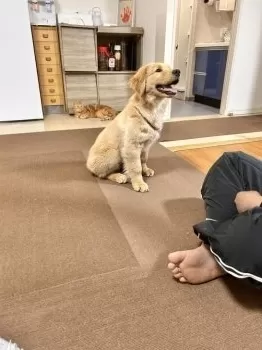 C.N 様のお迎えした子犬
