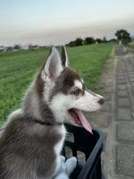 A.K 様のお迎えした子犬