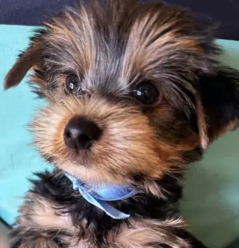 ウラン 様のお迎えした子犬