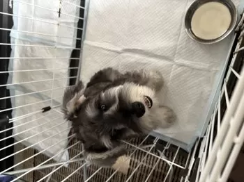 あいら 様のお迎えした子犬