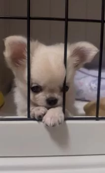 月ちゃんママ 様のお迎えした子犬