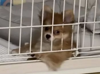 りか 様のお迎えした子犬