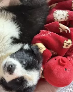 タナカ 様のお迎えした子犬