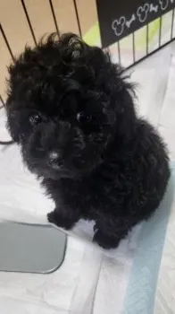 Tonsuke 様のお迎えした子犬