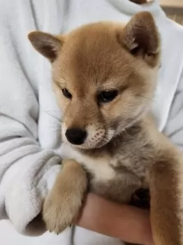 M.O 様のお迎えした子犬