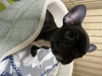 M.F 様のお迎えした子犬