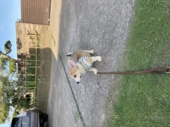 RYO 様のお迎えした子犬