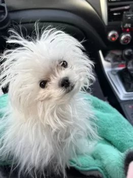 T.M 様のお迎えした子犬