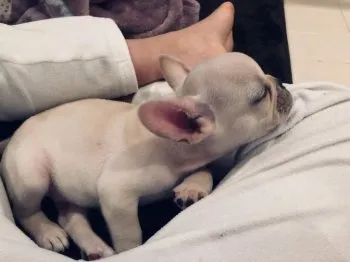 きなこ 様のお迎えした子犬