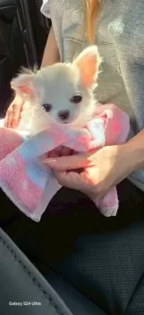 T.H 様のお迎えした子犬