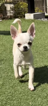 M.U 様のお迎えした子犬