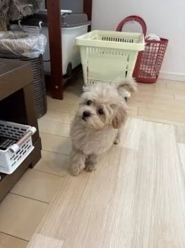 かなまる 様のお迎えした子犬