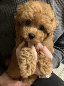 M.Y 様のお迎えした子犬