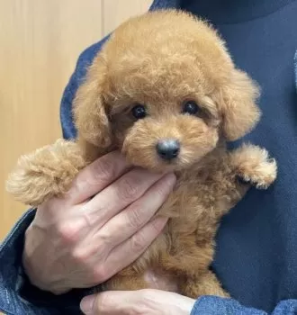 A.Y 様のお迎えした子犬