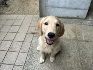 フラガール 様のお迎えした子犬