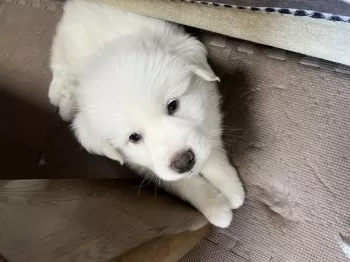 K.K 様のお迎えした子犬