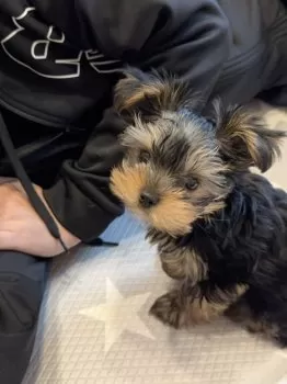 M.H 様のお迎えした子犬