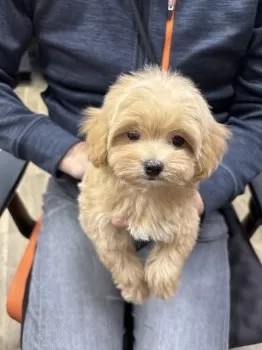 M.H 様のお迎えした子犬