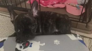 R 様のお迎えした子犬