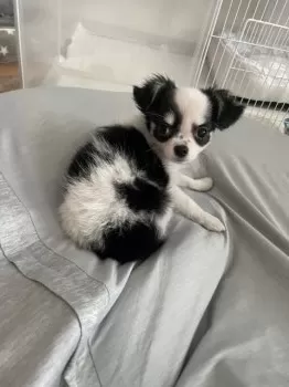 ほたて 様のお迎えした子犬