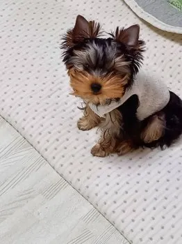 Y.O 様のお迎えした子犬