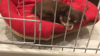 いとう 様のお迎えした子犬